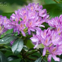 Rhododendron